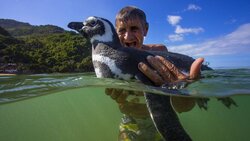 Πιγκουίνος ταξίδευε κάθε χρόνο 8.000 χλμ για να δει τον ψαρά που τον έσωσε!