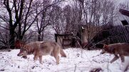 Μεταλλαγμένοι λύκοι του Τσέρνομπιλ «νίκησαν» τον καρκίνο