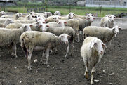 Κρήτη: Τι είναι το καιρικό στρες που σκοτώνει μαζικά πρόβατα – Ειδικοί μιλούν για το φαινόμενο