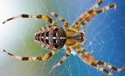 Βρέθηκε η μεγαλύτερη και πιο δηλητηριώδης αράχνη στον κόσμο: Ονομάστηκε «Ηρακλής» (video)