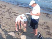 Ανησυχία για τις νεκρές θαλάσσιες χελώνες Caretta caretta Άμεση εθελοντική καταγραφή την Μ. Δευτέρα 25 Απριλίου 2016