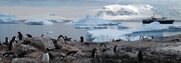 Το «βρόμικο» αποτύπωμα των αδελφών Λασκαρίδη στην Ανταρκτική