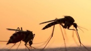 Πώς τα κουνούπια άλλαξαν τον κόσμο μας