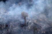 Ερευνα: Τα δύο τρίτα των τροπικών δασών παγκοσμίως έχουν καταστραφεί