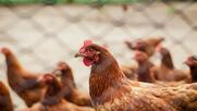 Γρίπη των πτηνών: Συναγερμός από τον αυξημένο κίνδυνο επανεμφάνισης στην Ελλάδα - Πού έχουν εντοπιστεί κρούσματα