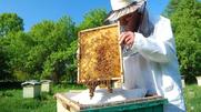 Περίπου ένα εκατ. ευρώ το ύψος της επιχορήγησης για τα Κέντρα Μελισσοκομίας