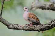 «Αδιανόητη η νέα ρυθμιστική για το κυνήγι – Απειλούνται τα υδρόβια πουλιά, το τρυγόνι θα εξαφανιστεί»