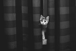 Μόνικα Μαλέκ: Η ακτιβίστρια φωτογράφος που βοηθούσε αδέσποτες γάτες να βρουν σπίτι