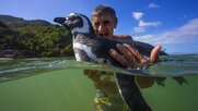 Πιγκουίνος ταξίδευε κάθε χρόνο 8.000 χλμ για να δει τον ψαρά που τον έσωσε!