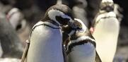 Ουρουγουάη / Σχεδόν 2.000 πιγκουίνοι εντοπίζονται νεκροί σε 10 ημέρες