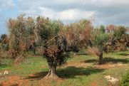 Στο επίκεντρο σύσκεψης στην Περιφέρεια Δυτικής Ελλάδας ο επιβλαβής οργανισμός για την ελαιοκαλλιέργεια Xylella Fastidiosa