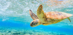 Περιβάλλον / SOS από τον «Αρχέλονα» - «Οι θαλάσσιες χελώνες δεν είναι κατοικίδια, δεν τις αγγίζουμε»