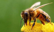 «Καταστροφική για την ελληνική μελισσοκομία η απόφαση της Ολομέλειας του Ευρωπαϊκού Κοινοβουλίου με την οποία απέρριψε τροπολογία για την υποχρεωτική σήμανση γενετικά τροποποιημένης γύρης στο μέλι»