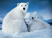 Διεθνής Ημέρα Πολικής Αρκούδας   (Polar Bears International)