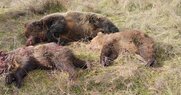 Ήπειρος / Εκτέλεσαν την αρκούδα και τα δύο αρκουδάκια μέσα σε περιοχή Natura 2000