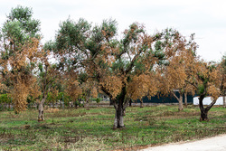 Ιταλία: χιλιάδες ελαιόδεντρα θα καταστραφούν λόγω Xylella – Ανακούφιση στην Ελλάδα