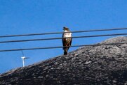 Χαμός με το πουλί του ΔΕΔΔΗΕ: «Να τοποθετηθεί η ορνιθολογική» ζητούν οι χρήστες του Twitter