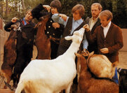 Pet Sounds