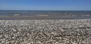 Τέξας / Δεκάδες χιλιάδες νεκρά ψάρια ξεβράστηκαν στις ακτές