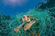 Όλοι μιλούν για το εξώφυλλο του National Geographic αλλά το πραγματικό σοκ είναι στις εικόνες μέσα