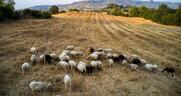 Καταγγελία: Η Ε.Ε. έχει δώσει πράσινο φως για μείωση φορολογίας στον πρωτογενή τομέα