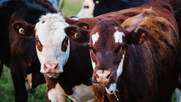 Θανατηφόρα νόσος που πλήττει τα βοοειδή εντοπίστηκε στη νότια Ευρώπη